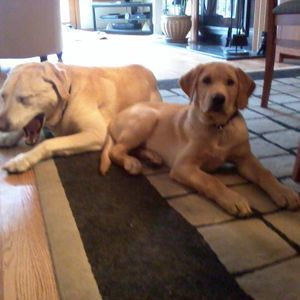 Meet your Posher, Dave